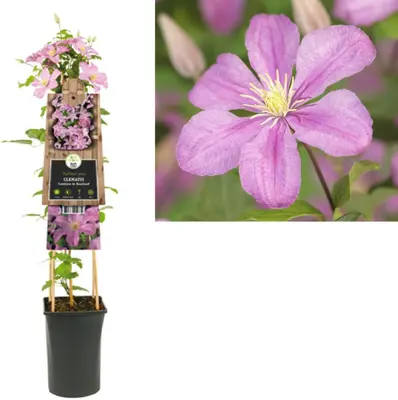 Clematis jackmanii 'Comtesse de Bouchaud' (Bosrank) klimplant - afbeelding 3