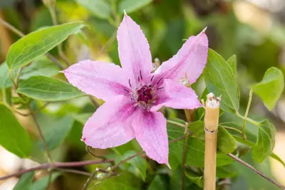 Clematis jackmanii 'Comtesse de Bouchaud' (Bosrank) klimplant - afbeelding 6