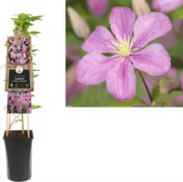 Clematis jackmanii 'Comtesse de Bouchaud' (Bosrank) klimplant - afbeelding 1