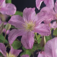 Clematis jackmanii 'Comtesse de Bouchaud' (Bosrank) klimplant - afbeelding 2