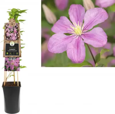 Clematis jackmanii 'Comtesse de Bouchaud' (Bosrank) klimplant 75cm - afbeelding 1