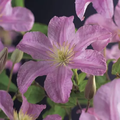 Clematis jackmanii 'Comtesse de Bouchaud' (Bosrank) klimplant 75cm - afbeelding 2