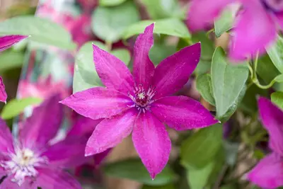 Clematis jackmanii 'Ernest Markham' (Bosrank) klimplant - afbeelding 5