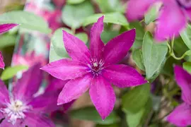 Clematis jackmanii 'Ernest Markham' (Bosrank) klimplant - afbeelding 5