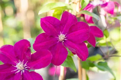 Clematis jackmanii 'Ernest Markham' (Bosrank) klimplant - afbeelding 6
