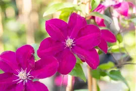 Clematis jackmanii 'Ernest Markham' (Bosrank) klimplant - afbeelding 6