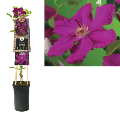 Clematis jackmanii 'Ernest Markham' (Bosrank) klimplant - afbeelding 1