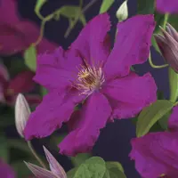 Clematis jackmanii 'Ernest Markham' (Bosrank) klimplant - afbeelding 4