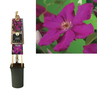 Clematis jackmanii 'Ernest Markham' (Bosrank) klimplant 75cm - afbeelding 3