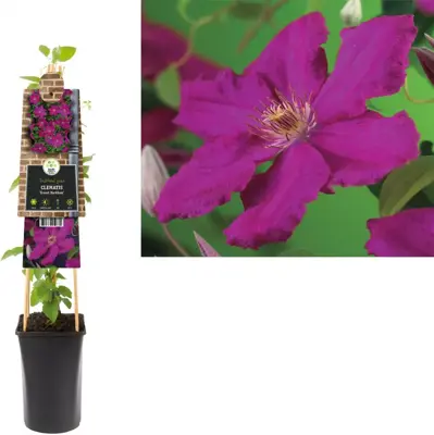 Clematis jackmanii 'Ernest Markham' (Bosrank) klimplant 75cm - afbeelding 2