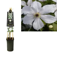 Clematis jackmanii Forever Friends PBR (Bosrank) klimplant 75cm - afbeelding 2