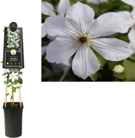 Clematis jackmanii Forever Friends PBR (Bosrank) klimplant 75cm - afbeelding 1