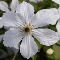 Clematis jackmanii Forever Friends PBR (Bosrank) klimplant 75cm - afbeelding 3