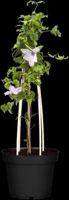 Clematis jackmanii 'Hagley Hybrid' (Bosrank) klimplant - afbeelding 6