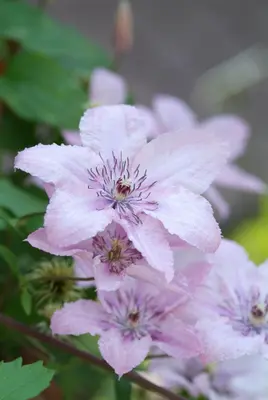 Clematis jackmanii 'Hagley Hybrid' (Bosrank) klimplant - afbeelding 3