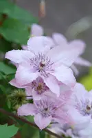 Clematis jackmanii 'Hagley Hybrid' (Bosrank) klimplant - afbeelding 3