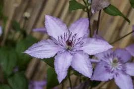 Clematis jackmanii 'Hagley Hybrid' (Bosrank) klimplant - afbeelding 5