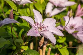 Clematis jackmanii 'Hagley Hybrid' (Bosrank) klimplant - afbeelding 8