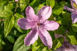 Clematis jackmanii 'Hagley Hybrid' (Bosrank) klimplant - afbeelding 9
