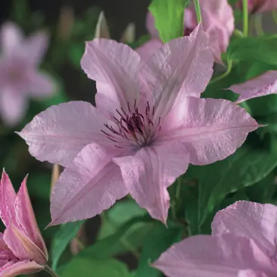 Clematis jackmanii 'Hagley Hybrid' (Bosrank) klimplant - afbeelding 4