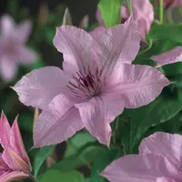 Clematis jackmanii 'Hagley Hybrid' (Bosrank) klimplant - afbeelding 4