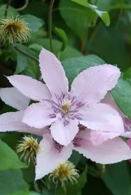 Clematis jackmanii 'Hagley Hybrid' (Bosrank) klimplant 75cm - afbeelding 2
