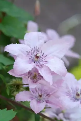 Clematis jackmanii 'Hagley Hybrid' (Bosrank) klimplant 75cm - afbeelding 3