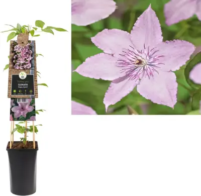 Clematis jackmanii 'Hagley Hybrid' (Bosrank) klimplant 75cm - afbeelding 1