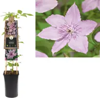 Clematis jackmanii 'Hagley Hybrid' (Bosrank) klimplant 75cm - afbeelding 1