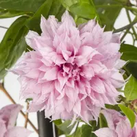 Clematis jackmanii Multi Pink® PBR (Bosrank) klimplant 75cm - afbeelding 3