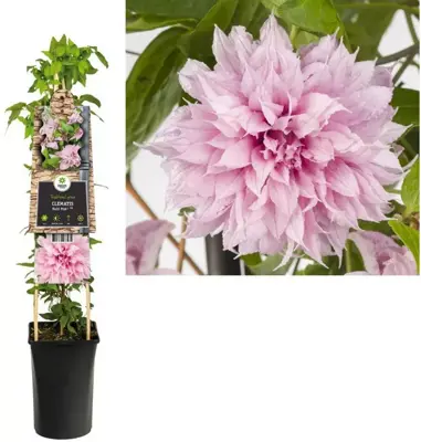 Clematis jackmanii Multi Pink® PBR (Bosrank) klimplant 75cm - afbeelding 2