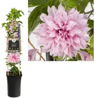 Clematis jackmanii Multi Pink® PBR (Bosrank) klimplant 75cm - afbeelding 2