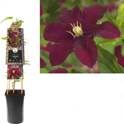 Clematis jackmanii 'Niobe' (Bosrank) klimplant 75cm - afbeelding 1