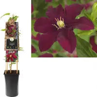 Clematis jackmanii 'Niobe' (Bosrank) klimplant 75cm - afbeelding 1