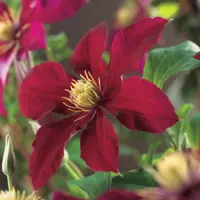 Clematis jackmanii 'Niobe' (Bosrank) klimplant 75cm - afbeelding 2