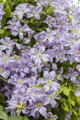 Clematis jackmanii 'Prince Charles' (Bosrank) klimplant - afbeelding 3