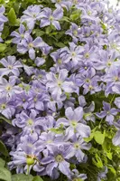 Clematis jackmanii 'Prince Charles' (Bosrank) klimplant - afbeelding 3