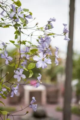 Clematis jackmanii 'Prince Charles' (Bosrank) klimplant - afbeelding 4