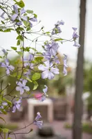 Clematis jackmanii 'Prince Charles' (Bosrank) klimplant - afbeelding 4