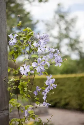 Clematis jackmanii 'Prince Charles' (Bosrank) klimplant - afbeelding 5