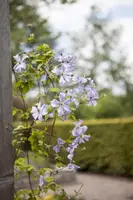 Clematis jackmanii 'Prince Charles' (Bosrank) klimplant - afbeelding 5