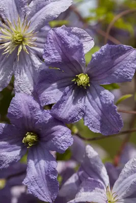Clematis jackmanii 'Prince Charles' (Bosrank) klimplant - afbeelding 6