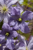 Clematis jackmanii 'Prince Charles' (Bosrank) klimplant - afbeelding 6