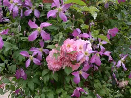Clematis jackmanii 'Prince Charles' (Bosrank) klimplant - afbeelding 7