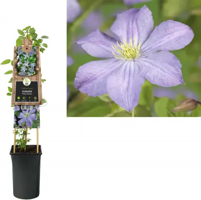 Clematis jackmanii 'Prince Charles' (Bosrank) klimplant - afbeelding 1