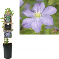 Clematis jackmanii 'Prince Charles' (Bosrank) klimplant - afbeelding 1