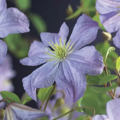 Clematis jackmanii 'Prince Charles' (Bosrank) klimplant - afbeelding 2