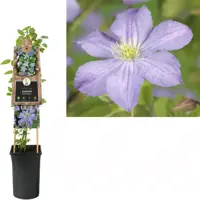 Clematis jackmanii 'Prince Charles' (Bosrank) klimplant 75cm - afbeelding 1