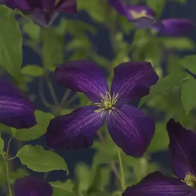 Clematis Jackmanii Purpurea PBR (Bosrank) klimplant - afbeelding 4