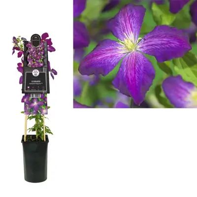 Clematis Jackmanii Purpurea PBR (Bosrank) klimplant 75cm - afbeelding 1